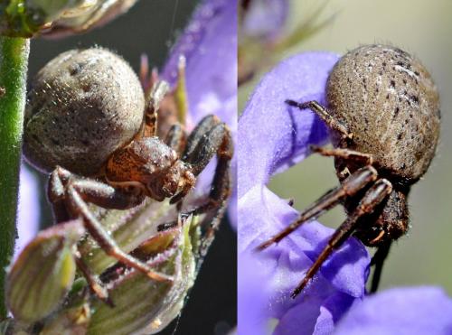 Xysticus sp.